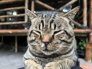 cat with runny nose