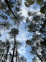 Fototapeta premium trees and sky