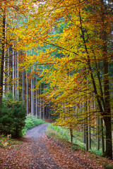 Obraz premium Colorful autumn Landscape in Bohemian Paradise, Czech Republic 