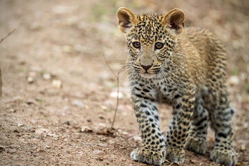 Leopard cub strolling
