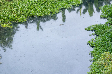 Polluted river water, with lots of floating green water hyacinth, obstructs the flow of water. Environment and water pollution are significant problems in Bangladesh.