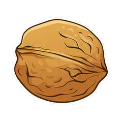 Walnut in shell. Vector hand drawn colored illustration