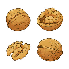 Walnut collection. Vector hand drawn illustration isolated on white