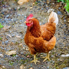 Fototapeta premium hen bird animal, AI generated