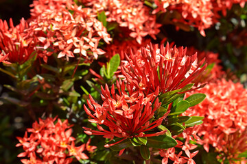 Jungle geranium or flame of the woods (Ixora coccinea) on tropical garden