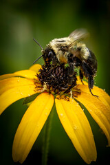 Bee on black eyed susan