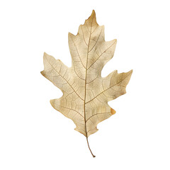 Fototapeta premium Detailed view of a white oak leaf isolated on a transparent background, capturing its organic beauty and soft tones.