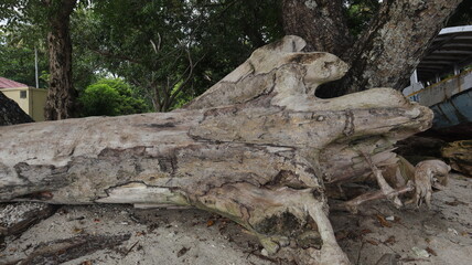 Background of fallen tree trunks on the beach