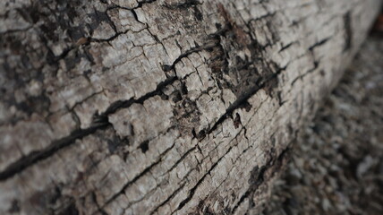 A close-up of a textured tree trunk, its bark illuminated in the warm light of day. 