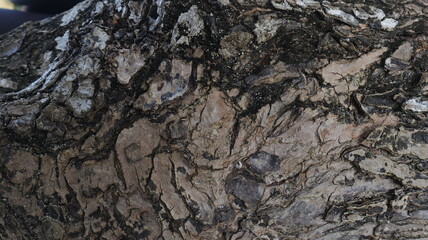 Fototapeta premium A close-up of a textured tree trunk, its bark illuminated in the warm light of day. 