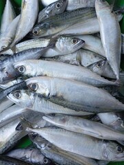 Obraz premium A collection of fresh fish, likely mackerel, piled together. The fish have a silvery, reflective sheen with dark blue and greenish hues along their upper sides, typical of mackerel species