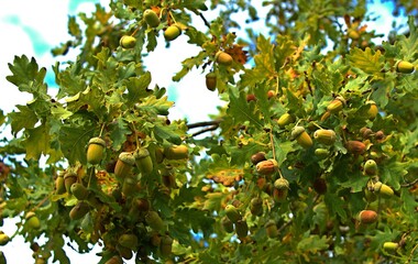 Oak Branches Laden with Acorns  © Сергей Мельничук