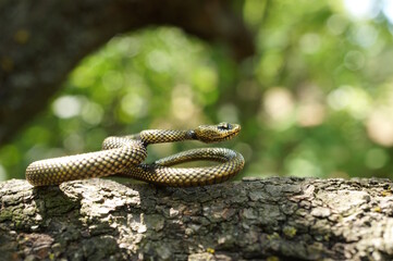 Snake figurine in close-up. An animal figurine.