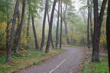 Trees with autumn leaves and a path in the city nature park.