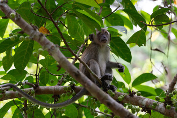 a monkey in tree