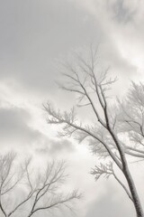 Fototapeta premium Frosty Tree Branches Framing a Cloudy Sky.