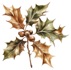 Fototapeta premium PNG Holly illustration watercolor christmas.
