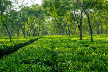 SCENIC VIEW OF TEA ESTATE