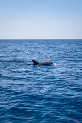 Bottlenose dolphin, Latin called Tursiops truncatus, dives into the water of the Atlantic Ocean, Portugal