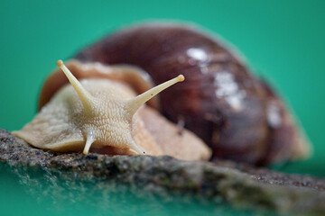 agate giant african land snail, Latin name Lissachatina fulica