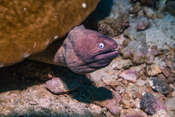 close up of a morey ell wildlife marine life red sea australia or thailand