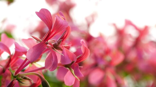 isolated pink blooming geranium flower on blurred white flowerbed background, closeup of a nature garden scene movie on a windy and sunny day