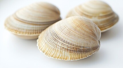 50.A close-up of raw venus clams, with their delicate, smooth shells displayed on a white background. The clams vary in color from light beige to darker browns, and their slightly ridged shells catch