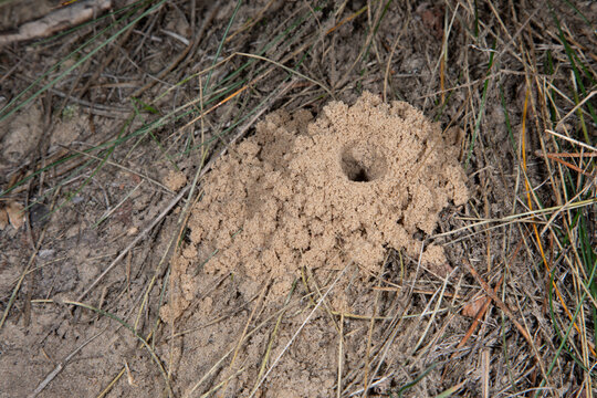 Wasp nest, sand wasp or Crabronidae.