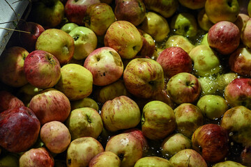 cider house, cider, brew, apples, juicy, sour, apple, pear, yellow, red, bottle