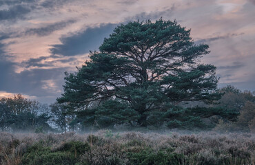 Misty pine tree landscape at Nuilerveld, Drenthe