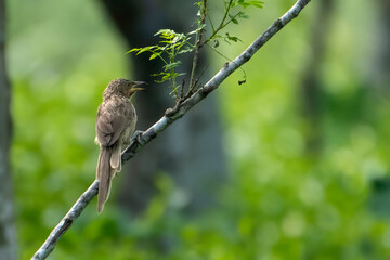 JUNGLE BUBLER BIRD SINGING AND PLAYING AT TEA ESTATE