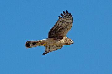 Circus cyaneus. Northern harrier in flight
