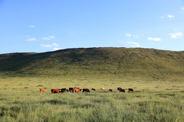 A herd of cattle on the prairie