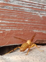 Polistes versicolor or yellow paper wasp body pattern 