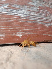 Polistes versicolor or yellow paper wasp body pattern 