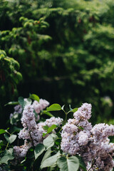 the flowers in the garden