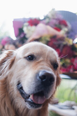 golden retriever dog with flowers in background