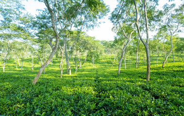 SCENIC VIEW OF TEA ESTATE