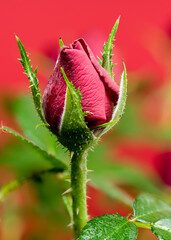 Blooming rose kiss kordana on a red background