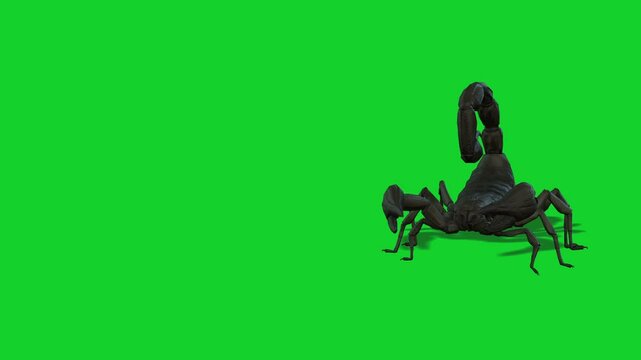 Green screen Scorpions or a very dangerous scorpions walk on green background. 