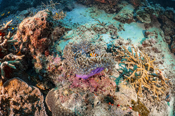 Real clown fish and sea anemone underwater photography marine biology ecosytem with colorful sea fish swim around in deep dive blue water landscape background