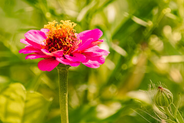 Obraz premium Zinnia peruviana, peruvian zinnia, on a sunny day in summer near Bad Griesbach im Rottal, Passau, Bavaria, Germany