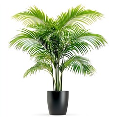 Obraz premium Lush green indoor palm plant in a stylish black pot, perfect for home decor.