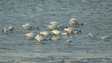 A group of black-faced spoonbills feeding on the Shenzhen Bay beach.