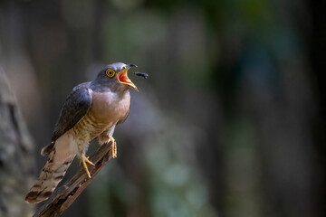 INDIAN CUCKOO BIRD