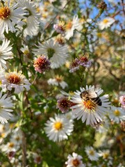 daisies in a field pollinated by a bee © Ewelina