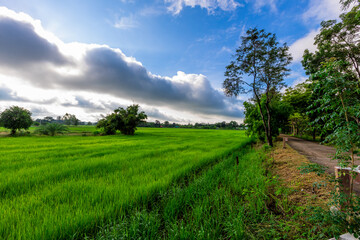 Green nature landscape background of rice fields, fresh air and various trees of mountains surrounding. The way of life of the farmers community who grow crops for their living.