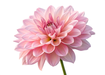 Pink dahlia flower isolated on white background.AI GENERATED