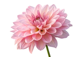 Fototapete Pink dahlia flower isolated on white background.AI GENERATED © SekhSadi