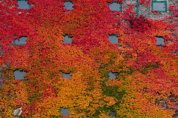 Ściana budynku porośnięta kolorowym jesiennym bluszczem. Budynek porośnięty bluszczem jesienią w kolorach czerwieni, żółtego i zieleni © smoku7979